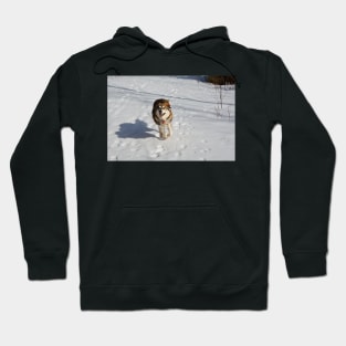 Freyja running free Hoodie